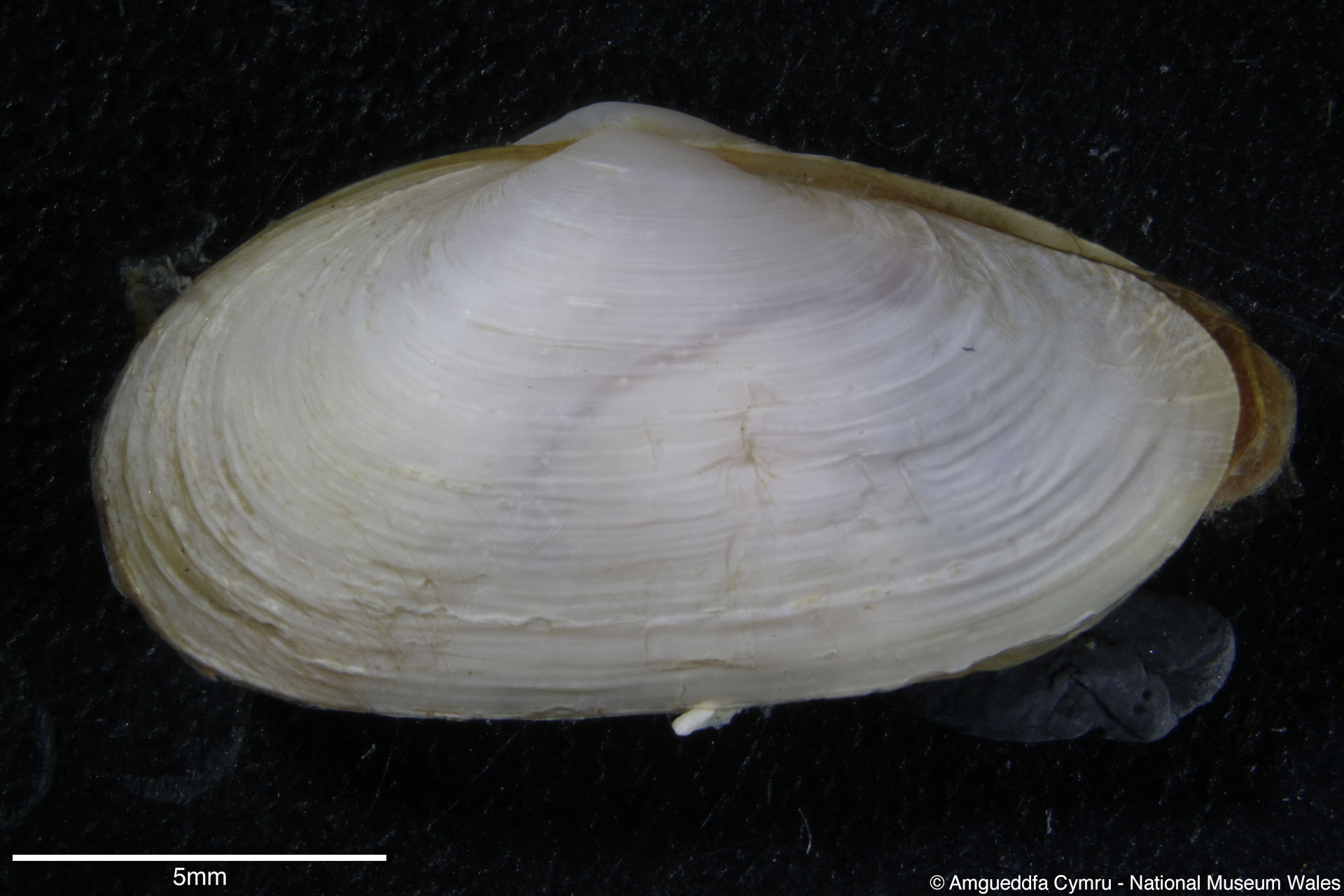 Mya arenaria Linnaeus, 1758