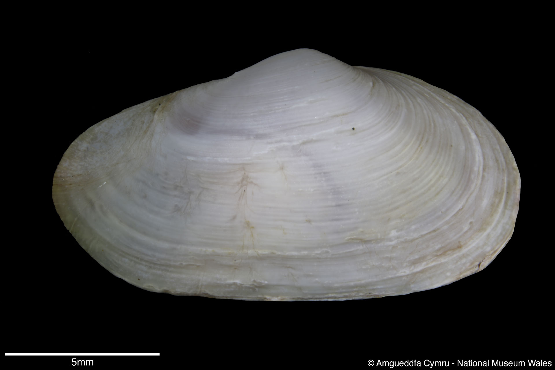 Mya arenaria Linnaeus, 1758