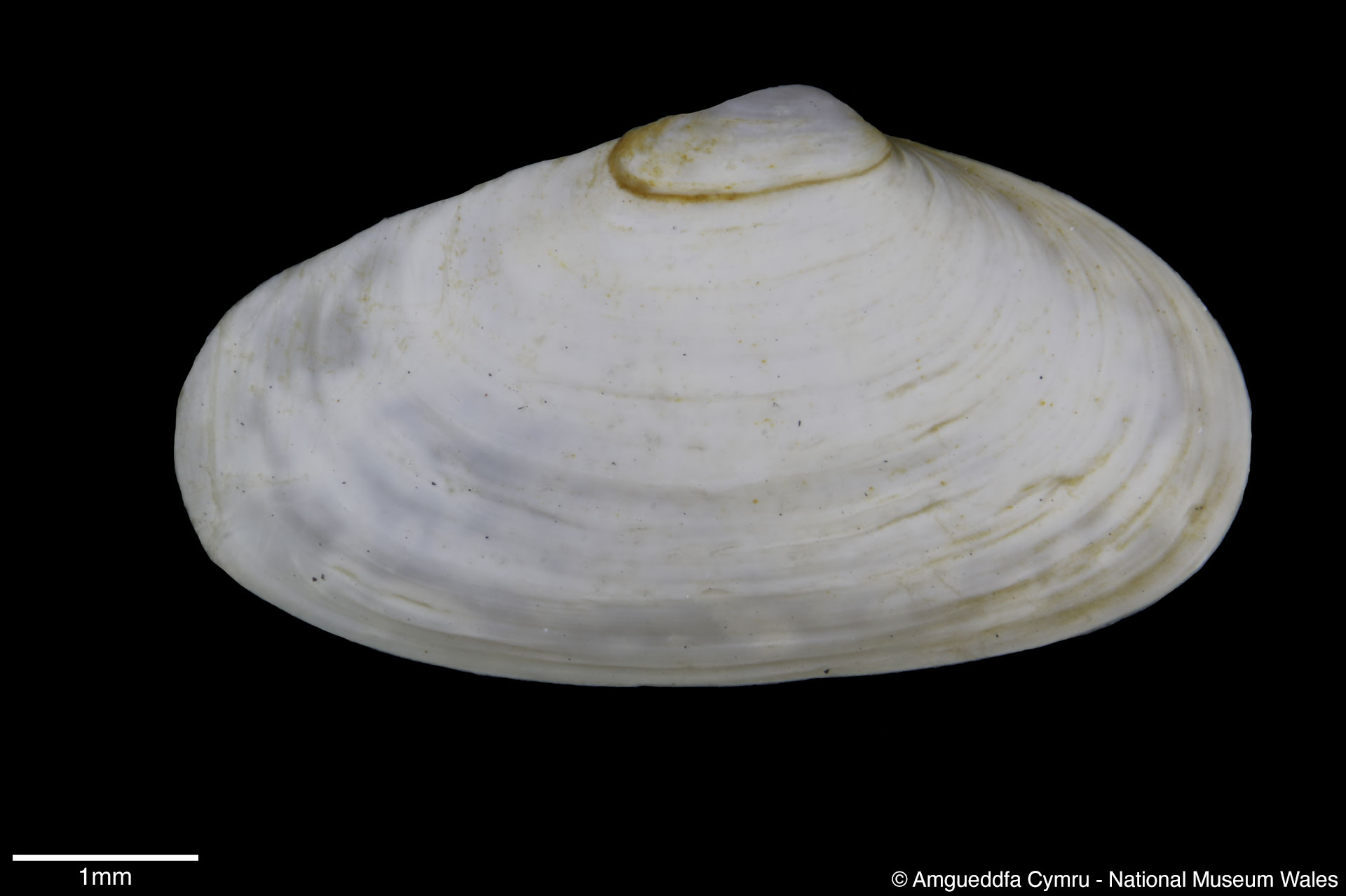 Mya arenaria Linnaeus, 1758