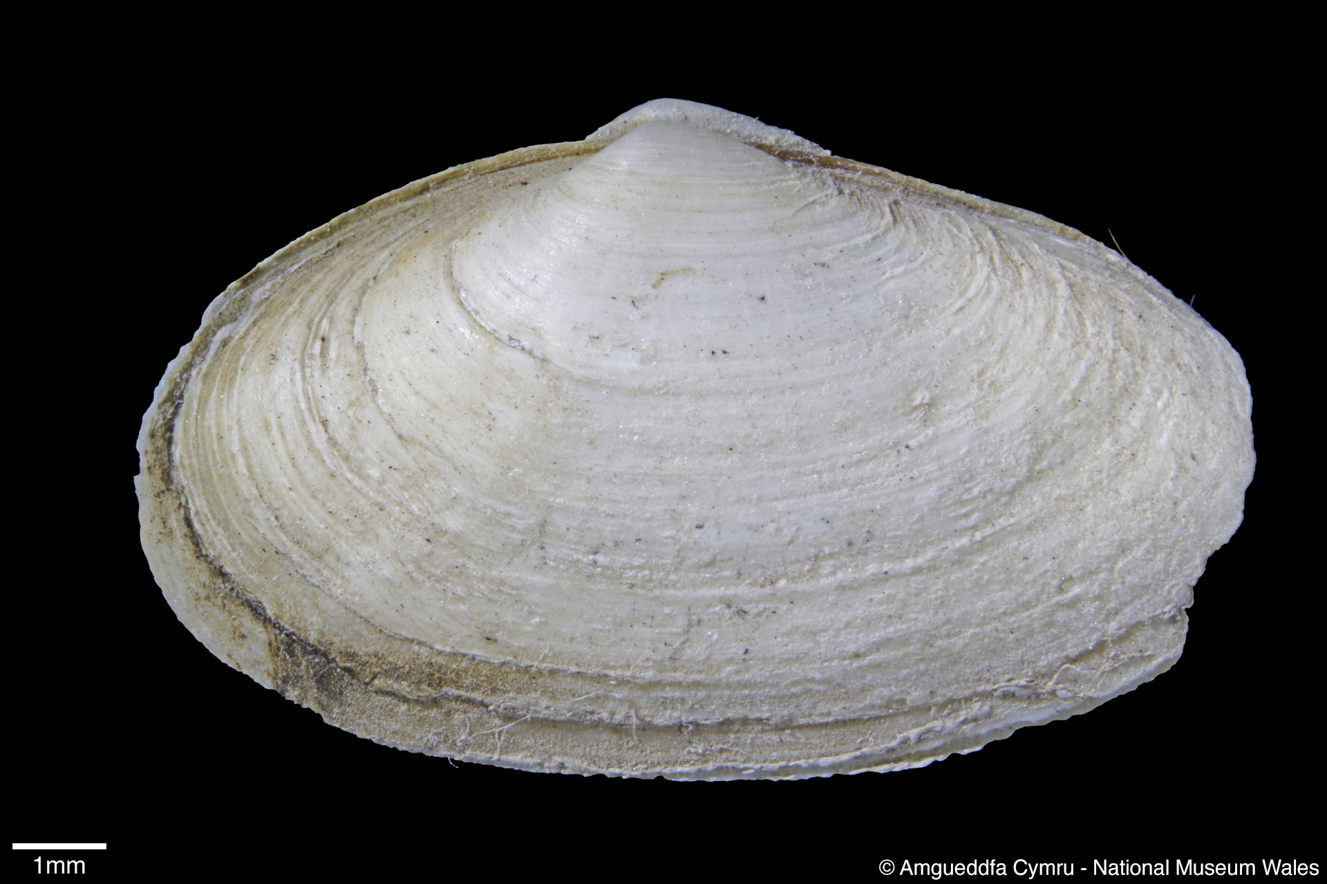 Mya arenaria Linnaeus, 1758