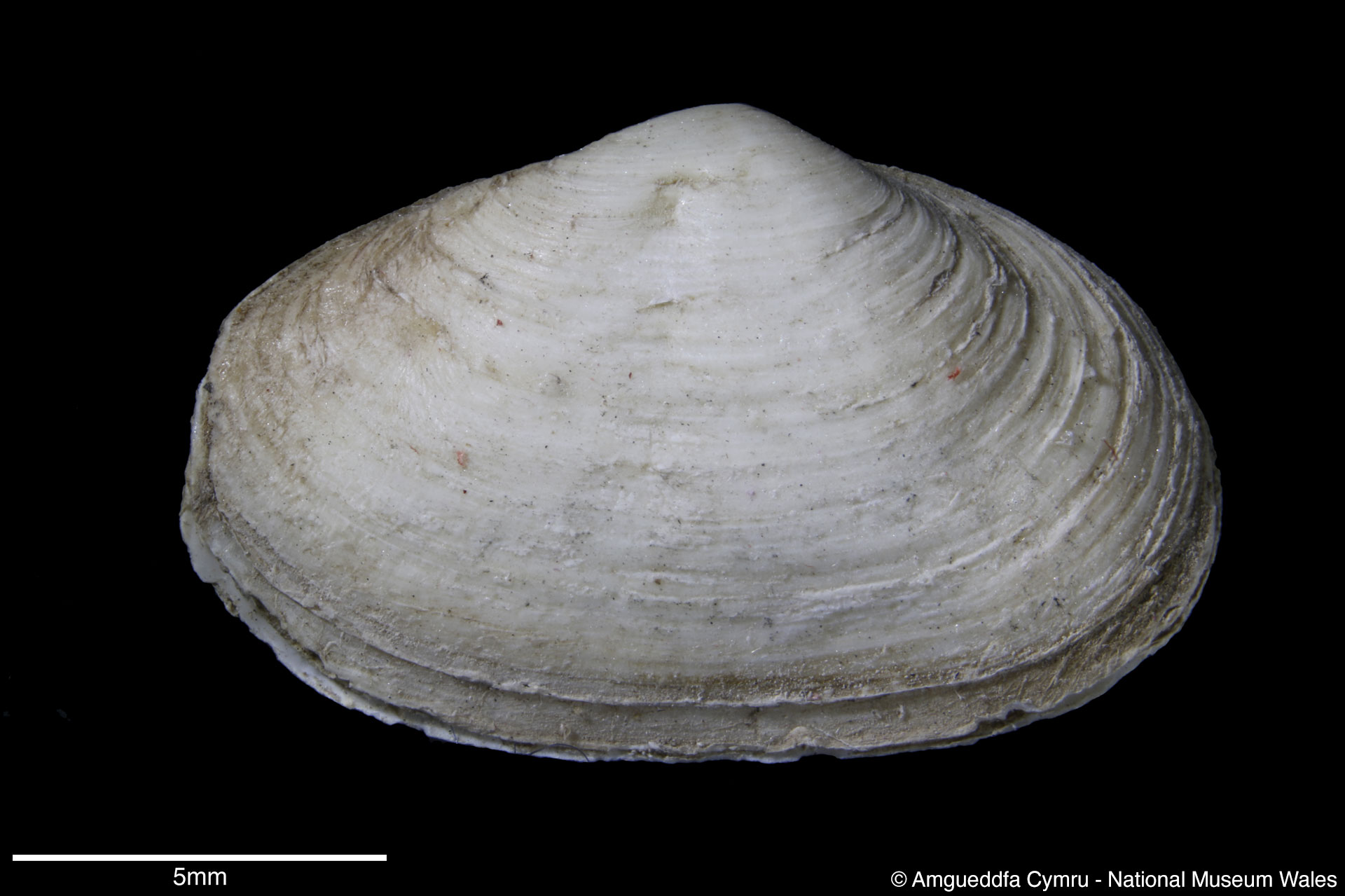 Mya arenaria Linnaeus, 1758