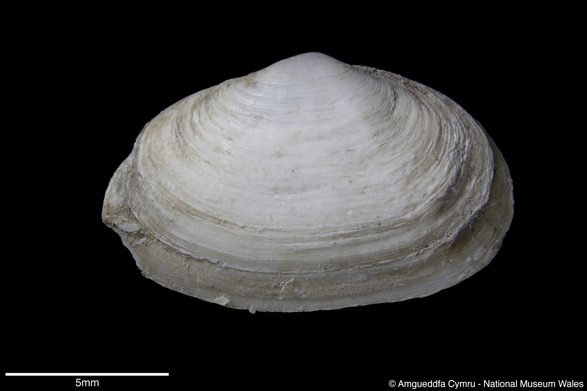 Mya arenaria Linnaeus, 1758