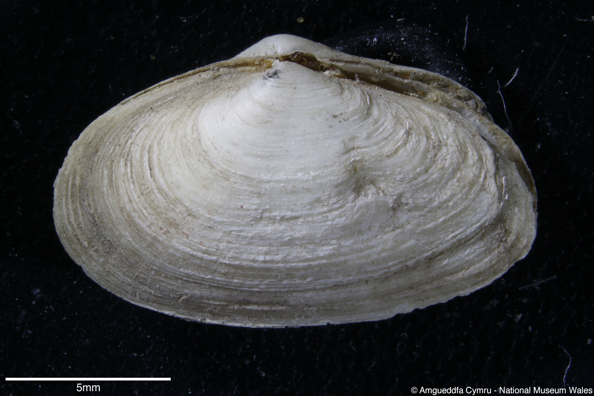 Mya arenaria Linnaeus, 1758