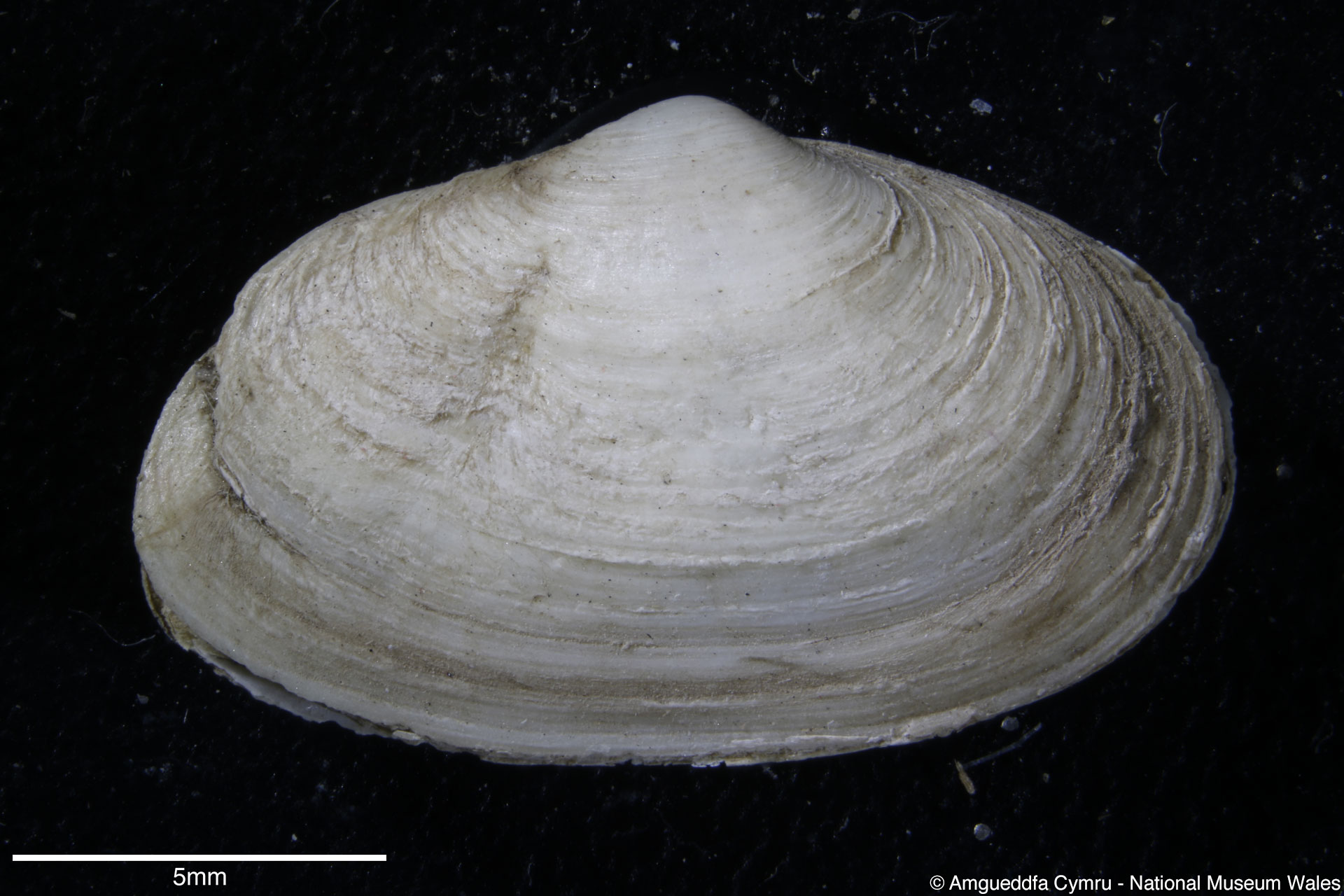 Mya arenaria Linnaeus, 1758