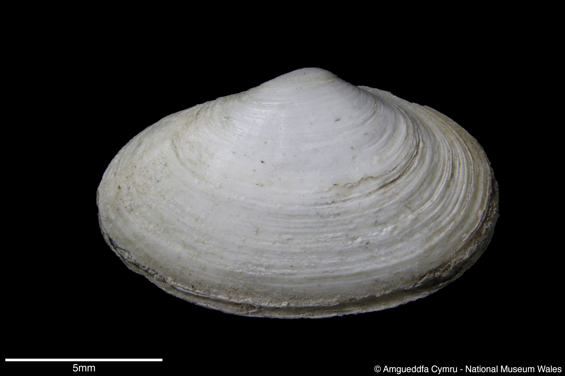 Mya arenaria Linnaeus, 1758