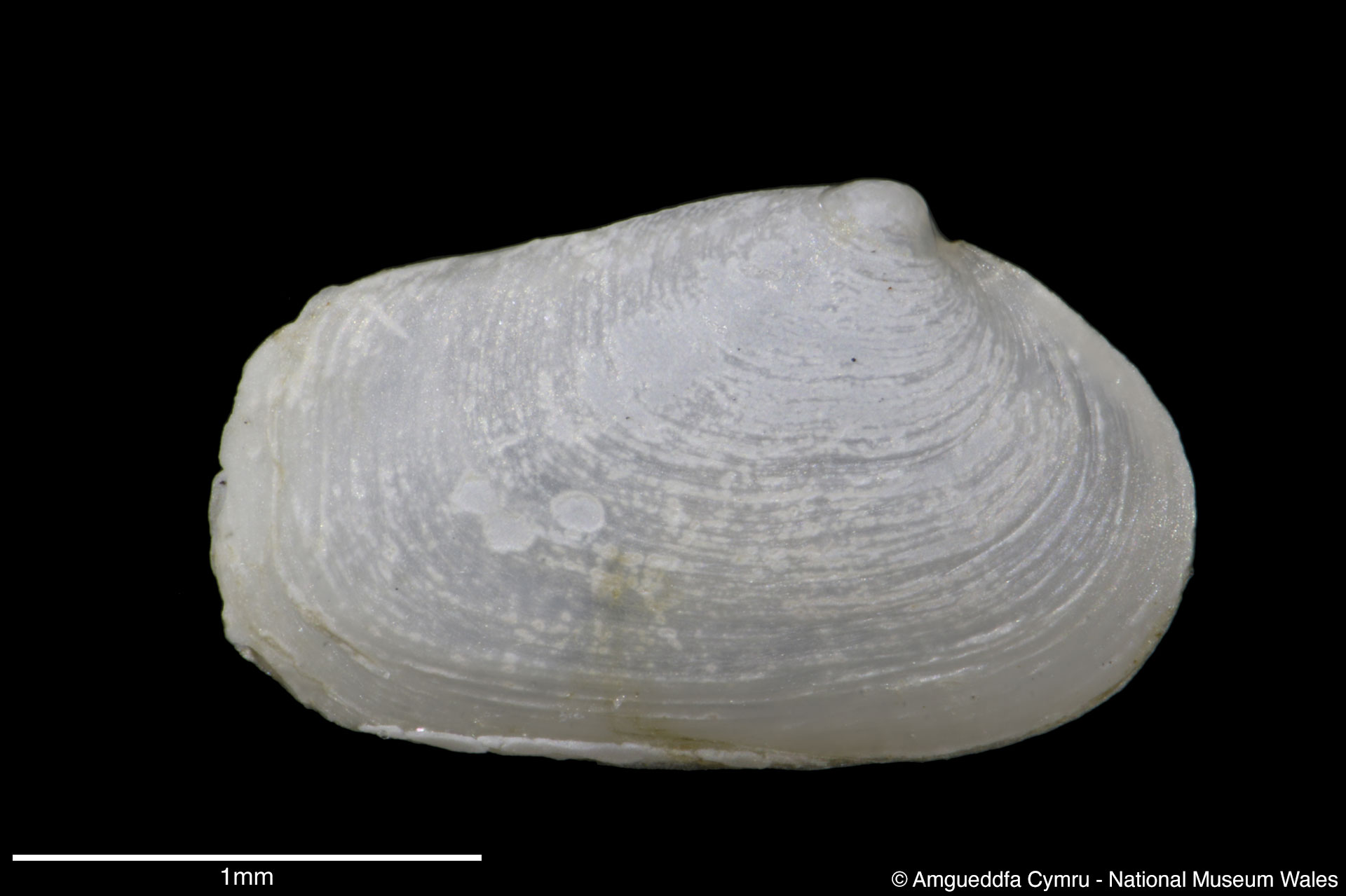 Mya arenaria Linnaeus, 1758