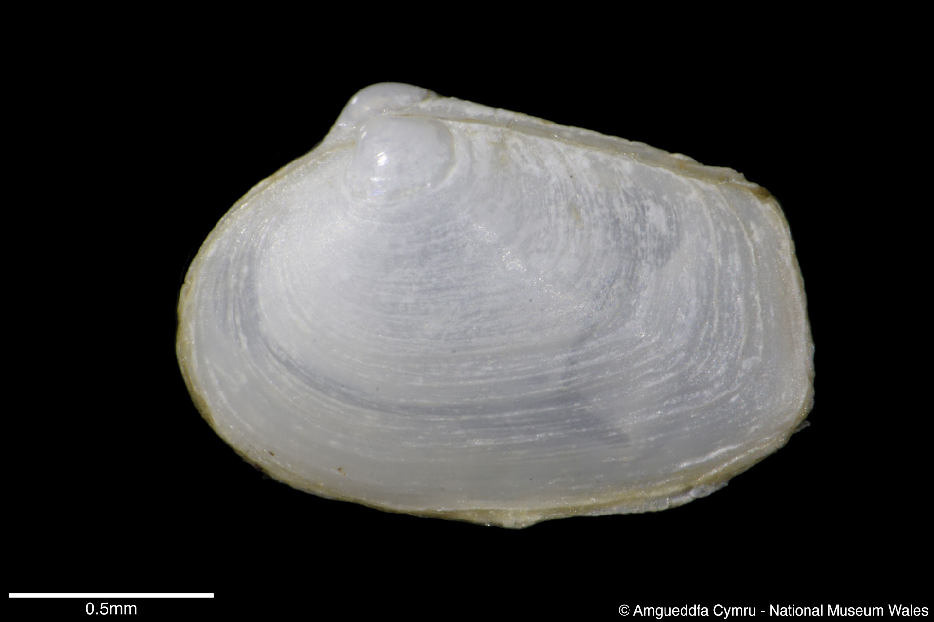 Mya arenaria Linnaeus, 1758