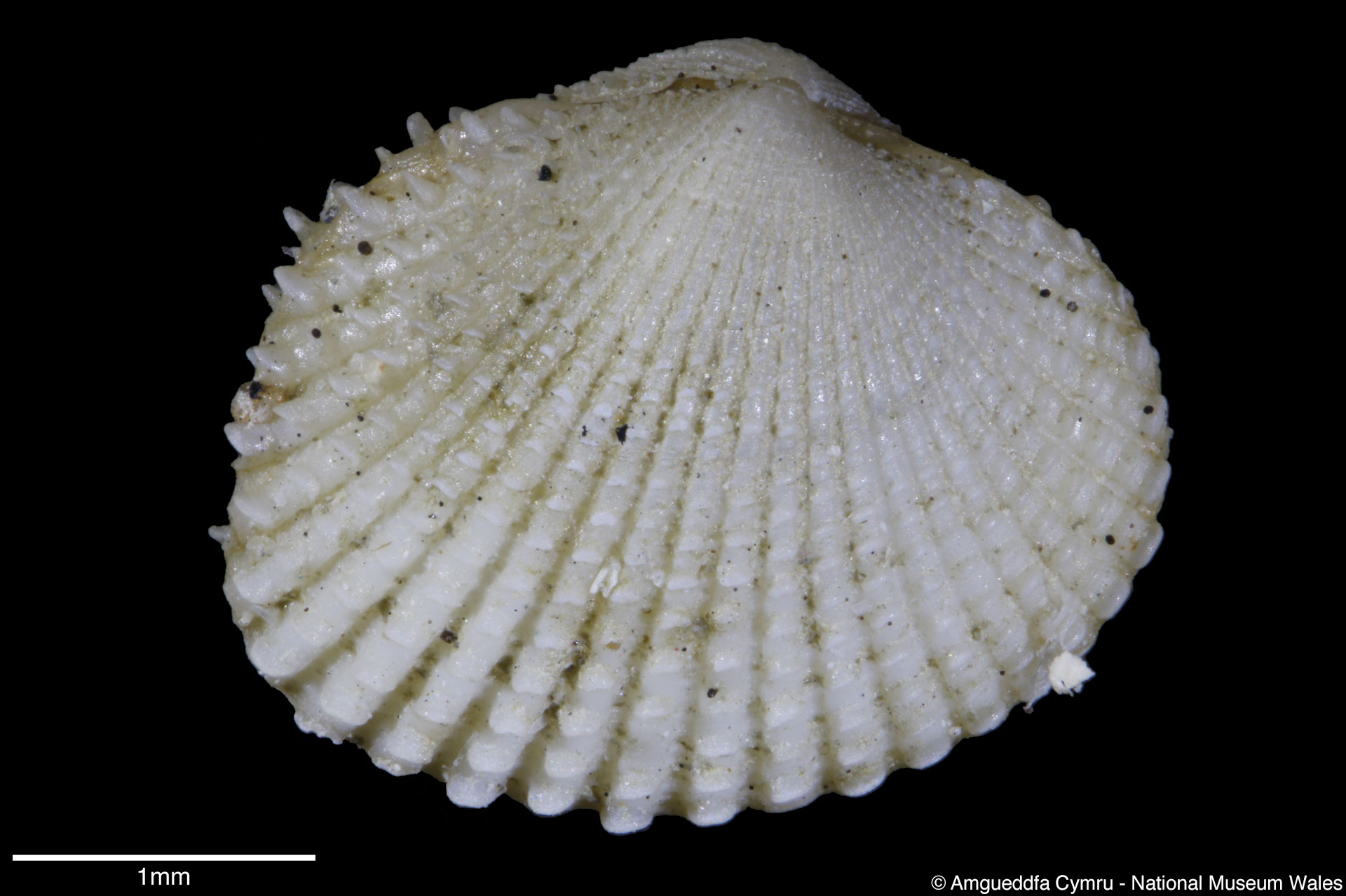 Parvicardium scabrum (Philippi, 1844)