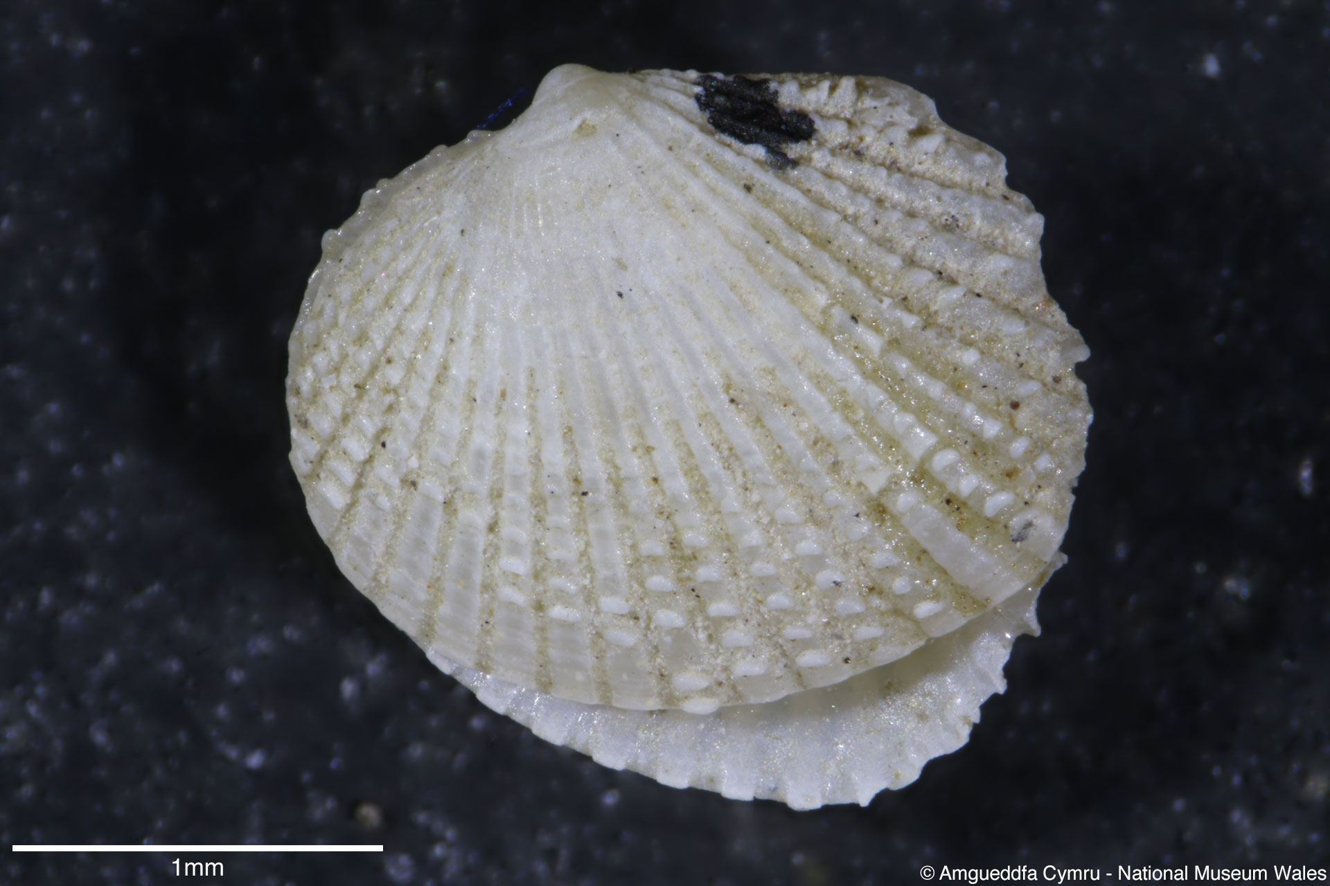 Parvicardium scabrum (Philippi, 1844)