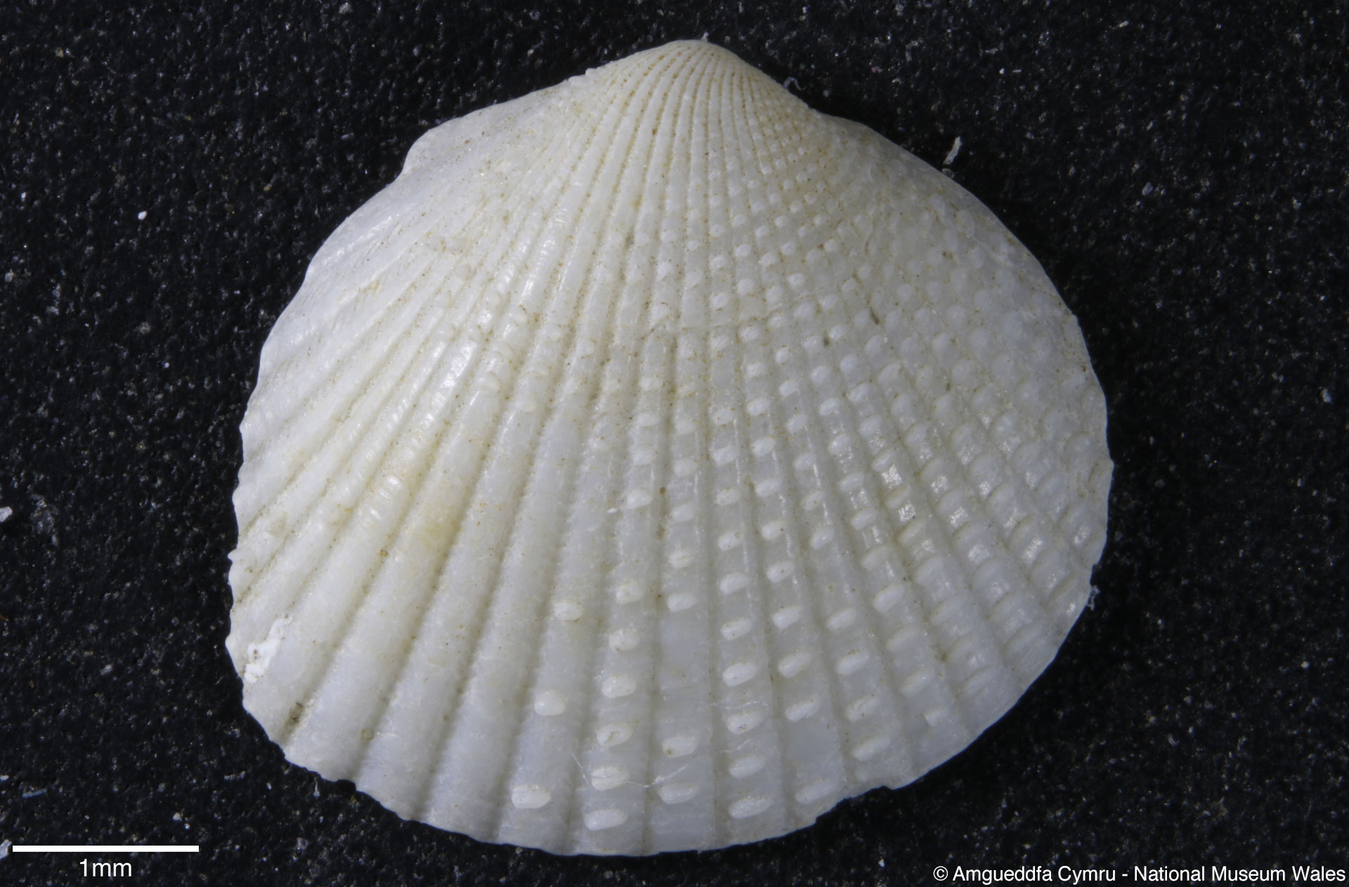 Parvicardium scabrum (Philippi, 1844)