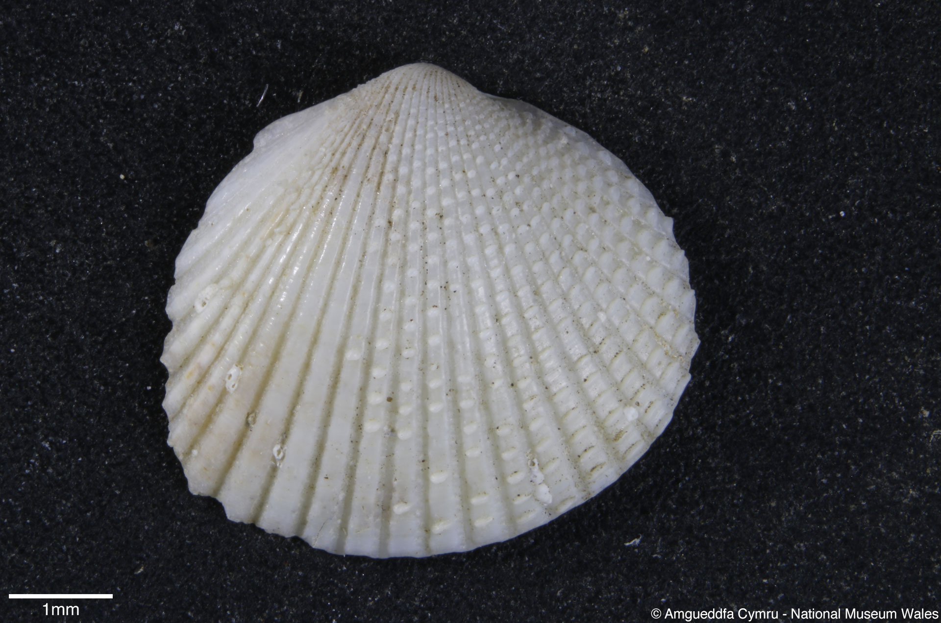 Parvicardium scabrum (Philippi, 1844)