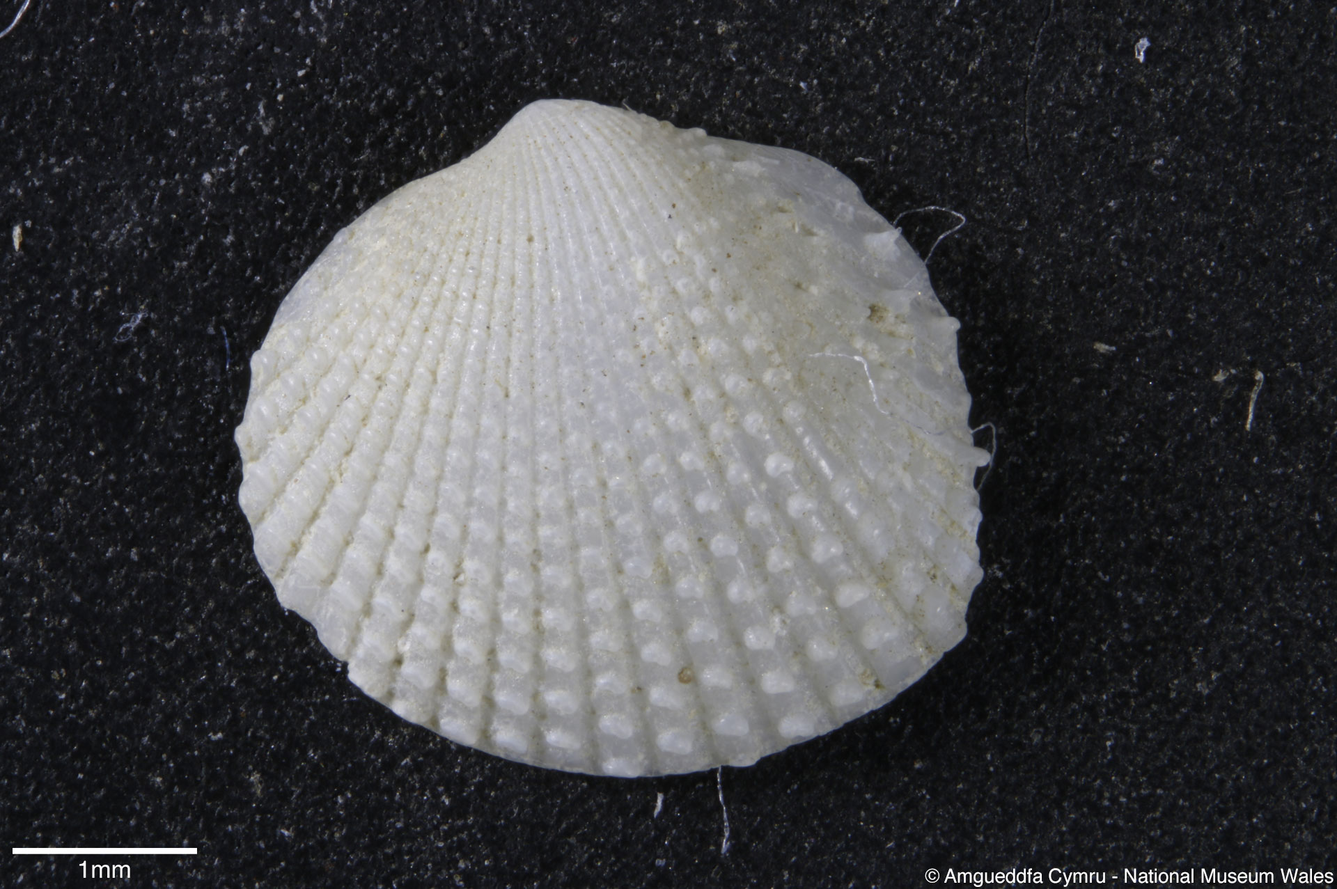 Parvicardium scabrum (Philippi, 1844)