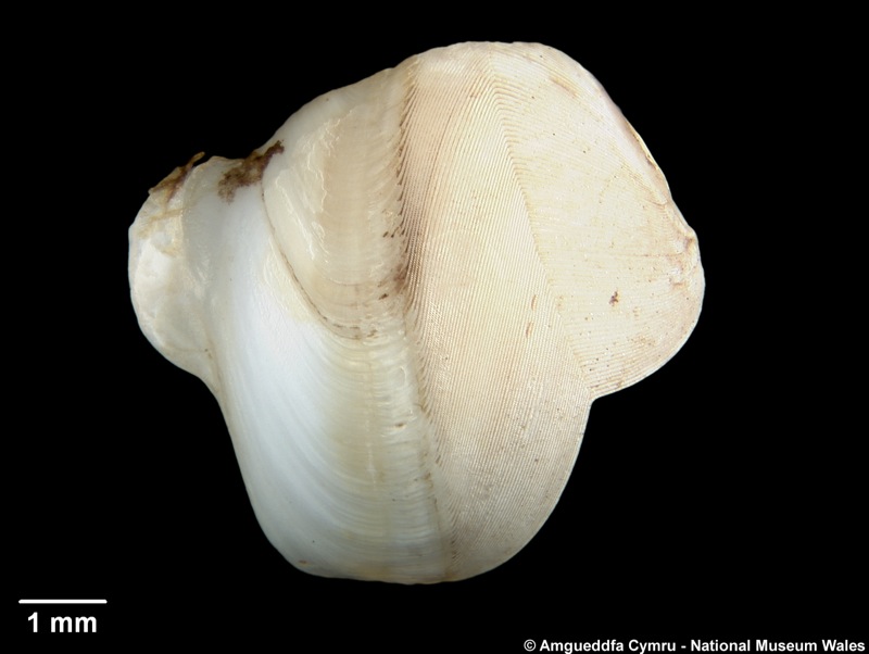 Nototeredo norvagica (Spengler, 1792)