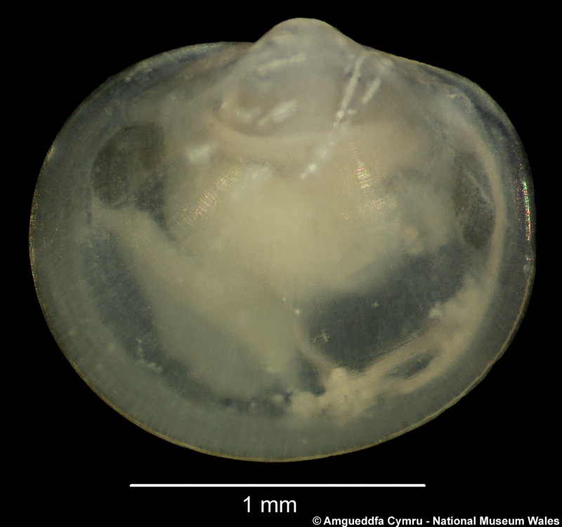 Pristigloma nitens (Jeffreys, 1876)