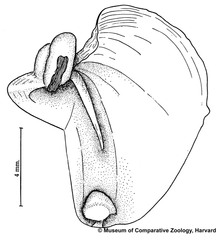 Psiloteredo megotara (Hanley in Forbes & Hanley, 1848)