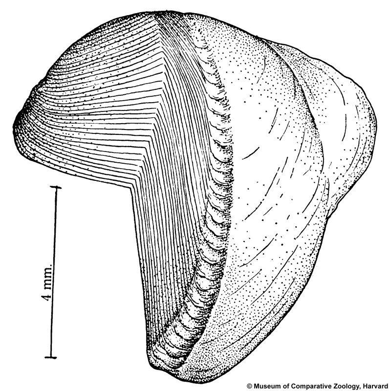 Nototeredo norvagica (Spengler, 1792)