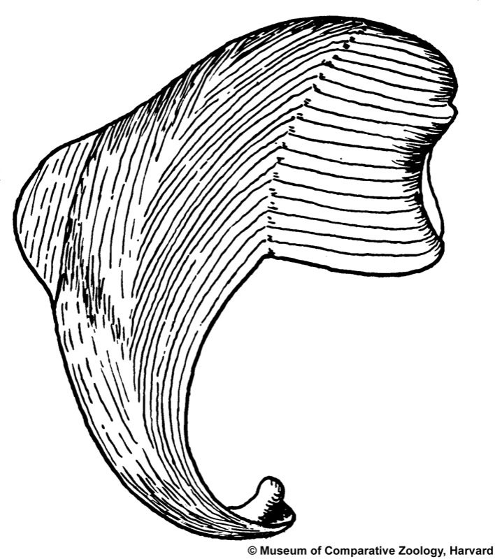 Nototeredo norvagica (Spengler, 1792)