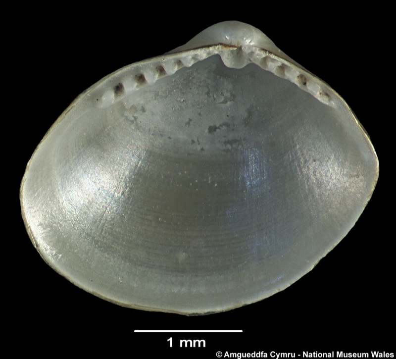 Ennucula corbuloides (Seguenza, 1877)