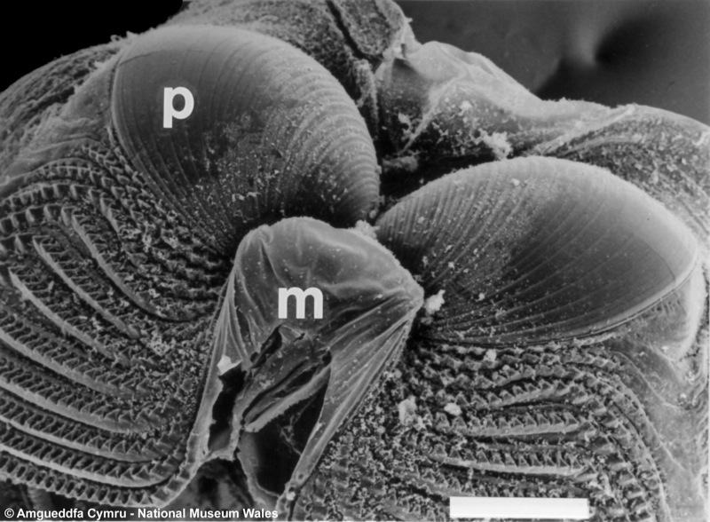 Xylophaga anselli Harvey, 1996