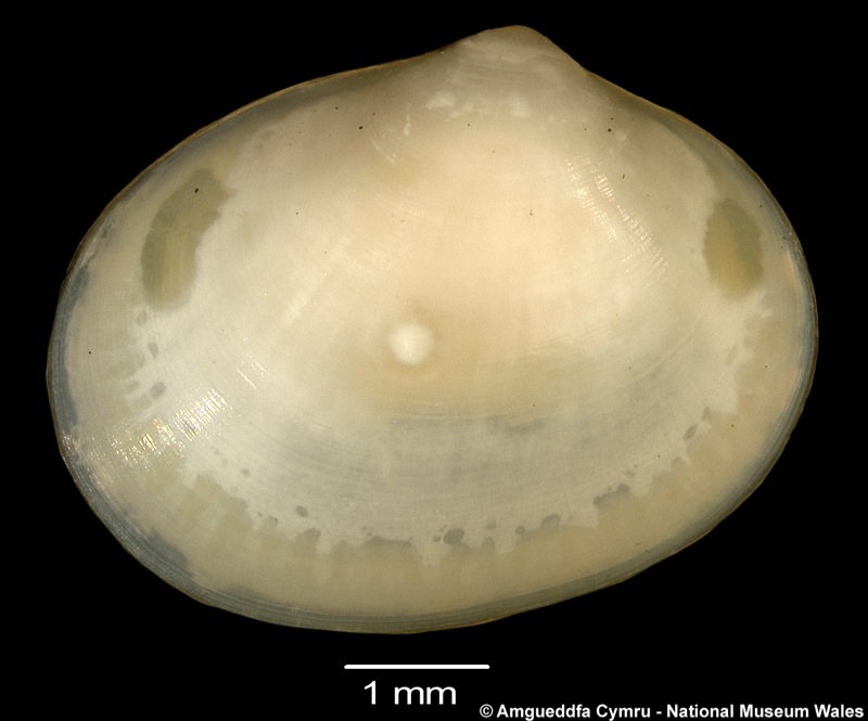 Neolepton sp. 