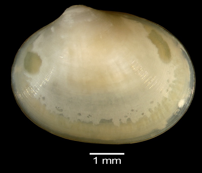 Neolepton sp. 