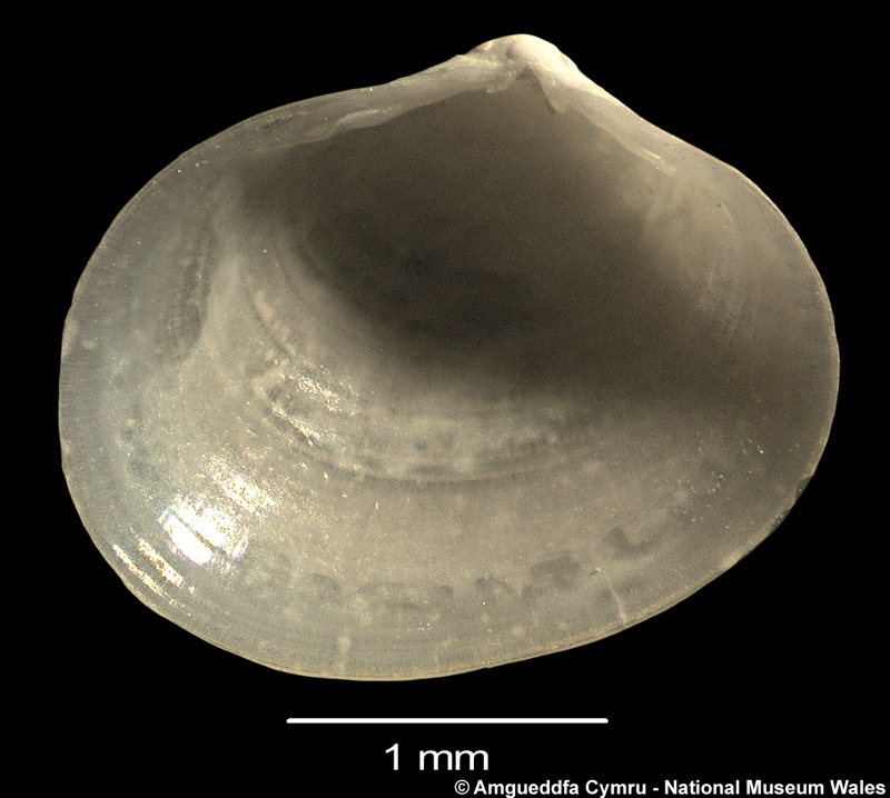 Neolepton sp. 