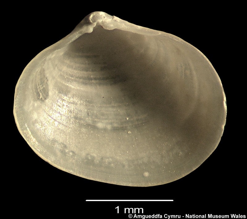 Neolepton sp. 