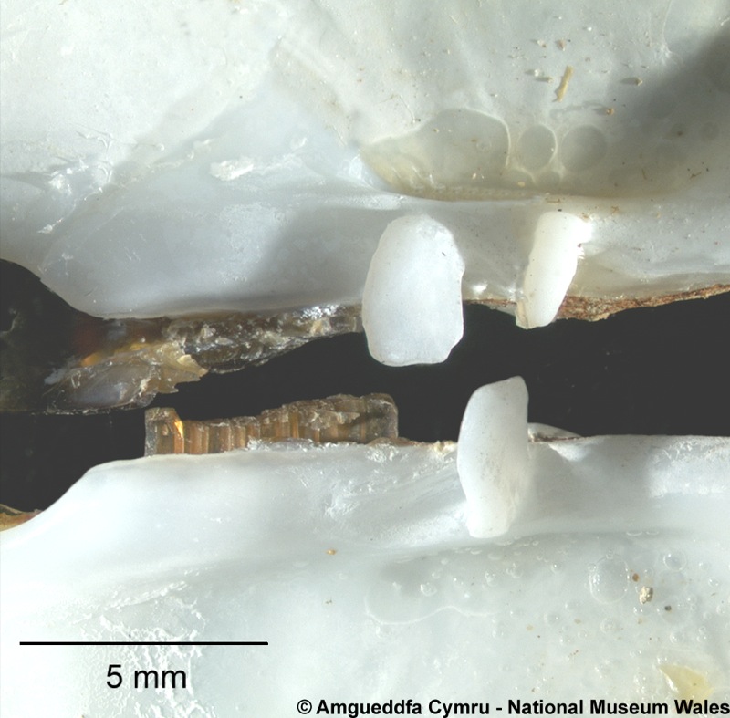 Solecurtus candidus (Brocchi, 1814)