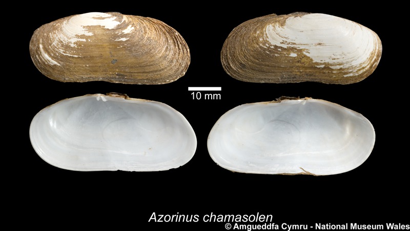 Azorinus chamasolen (da Costa, 1778)