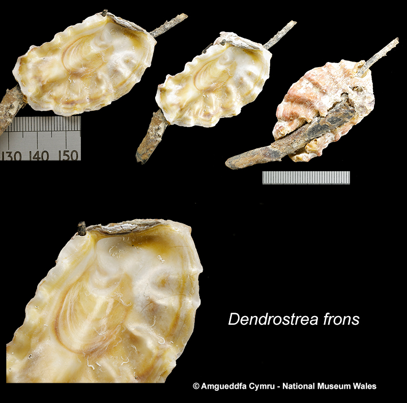 Dendrostrea frons (Linnaeus, 1758)