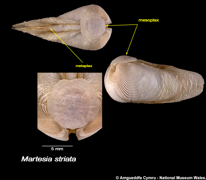 Martesia striata (Linnaeus, 1758)