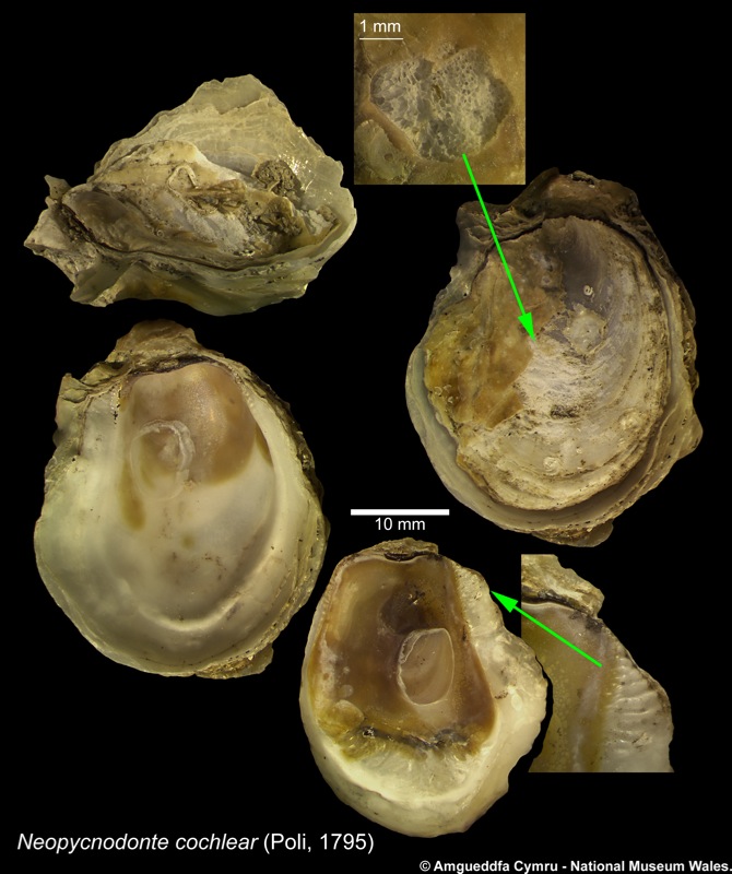 Neopycnodonte cochlear (Poli, 1795)