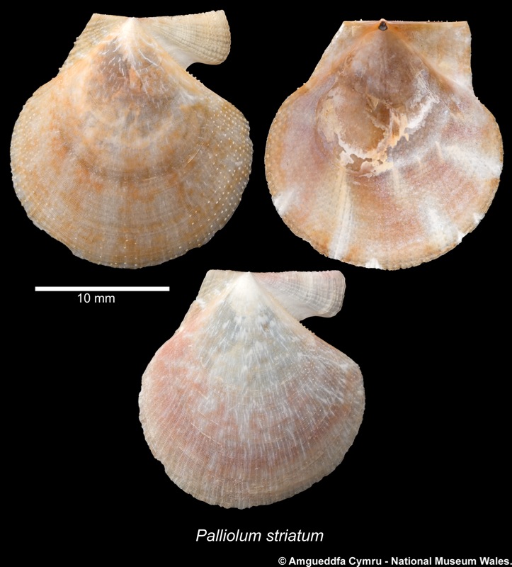 Palliolum striatum (Müller, 1776)