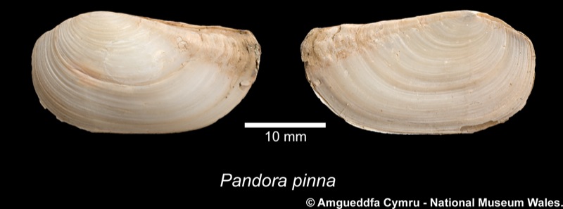 Pandora pinna (Montagu, 1803)