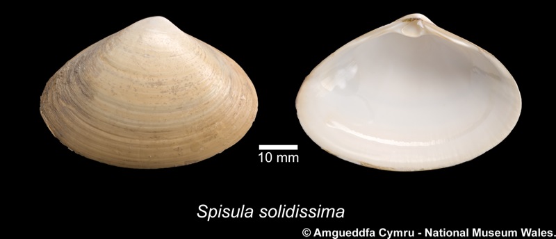 Spisula solidissima (Dillwyn, 1817)