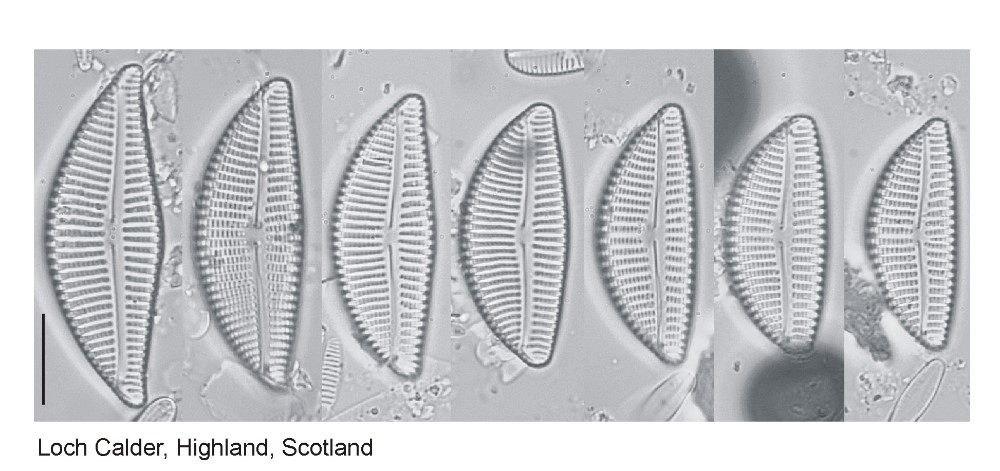 Encyonema Cespitosum Diatom Flora Of Britain And Ireland