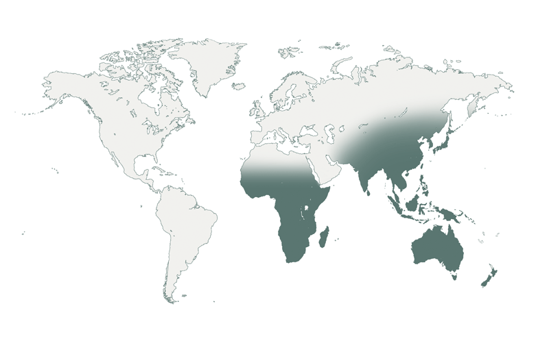 Old World: Afrotropical, Australasian, China, E Asia, Madagascan, New Guinea, SE Asia