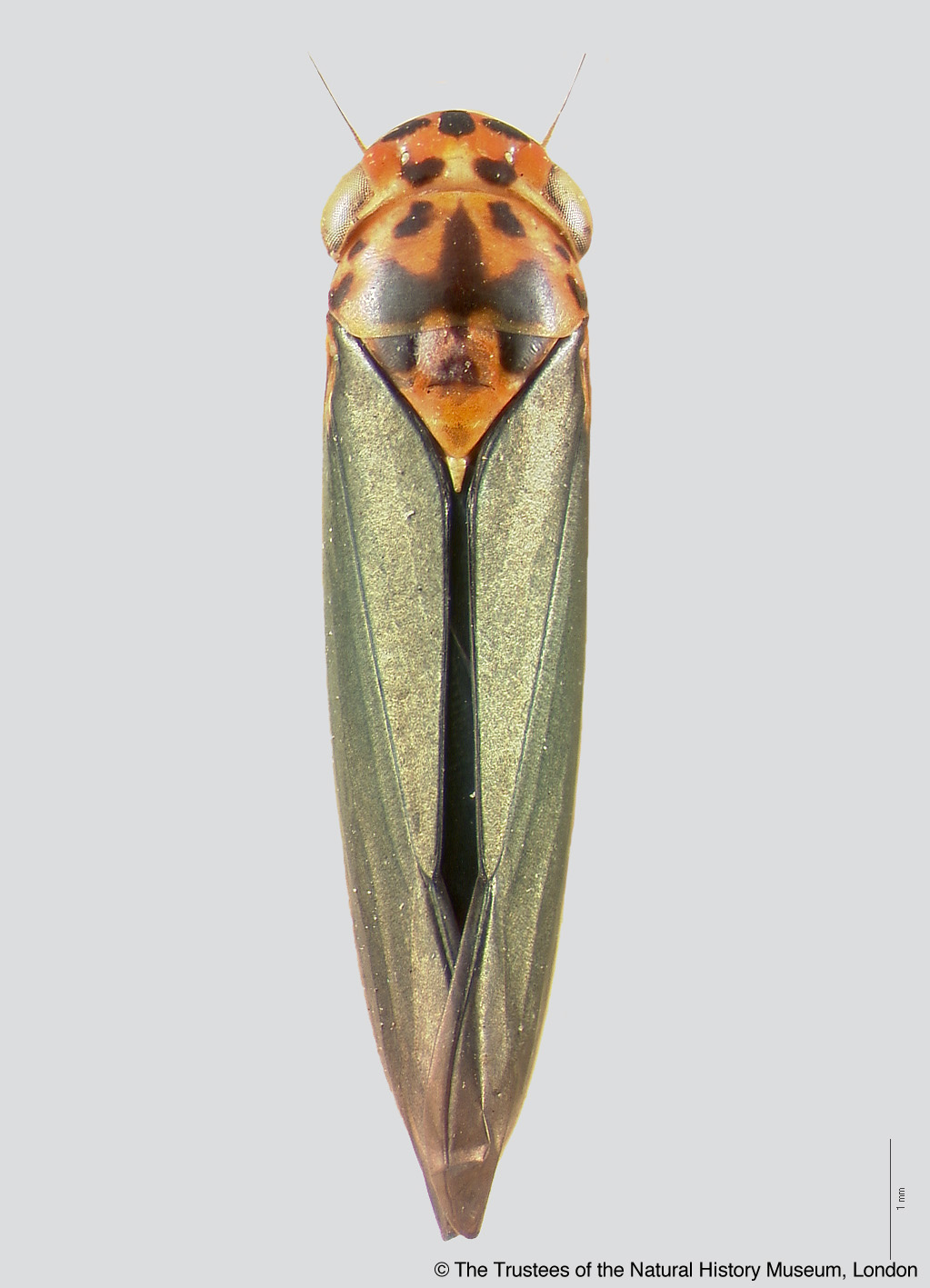 Sharpshooter Leafhoppers | Ishidaella albomarginata (Signoret 1853b: 347)