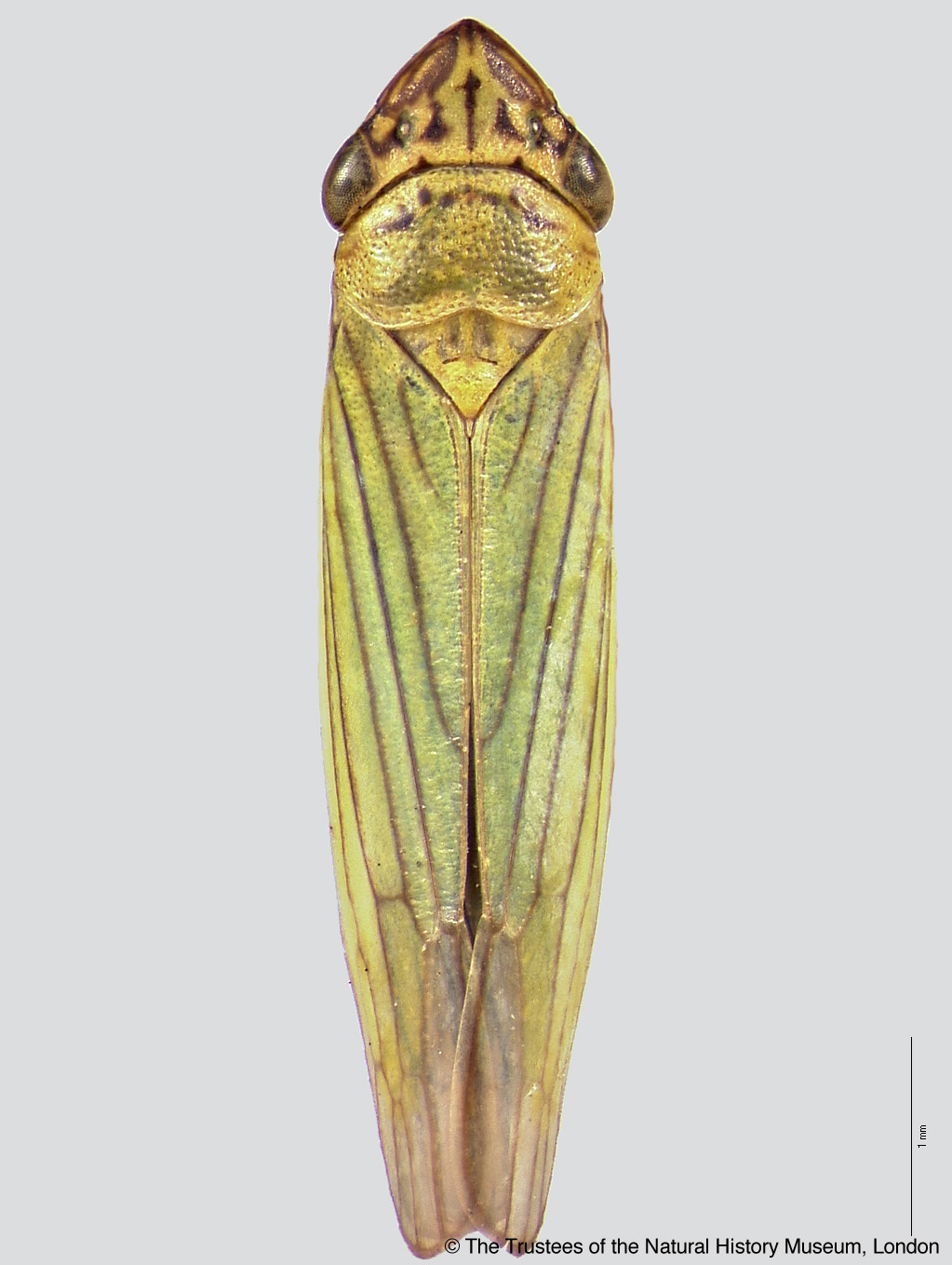 Sharpshooter Leafhoppers | Syncharina argentina (Berg 1879d: 251)