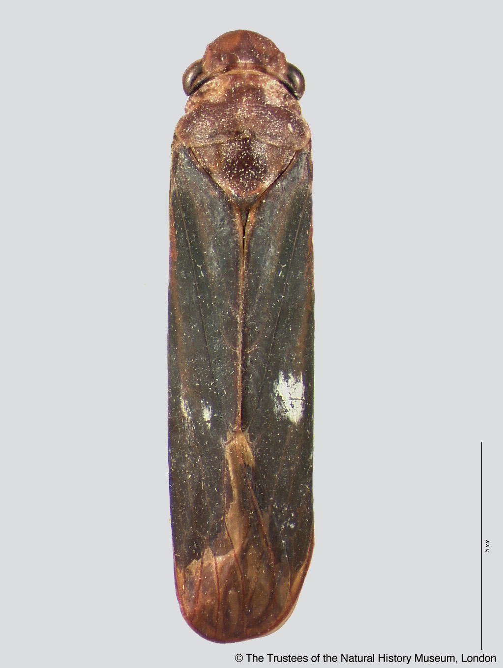 Trachyguina cretata