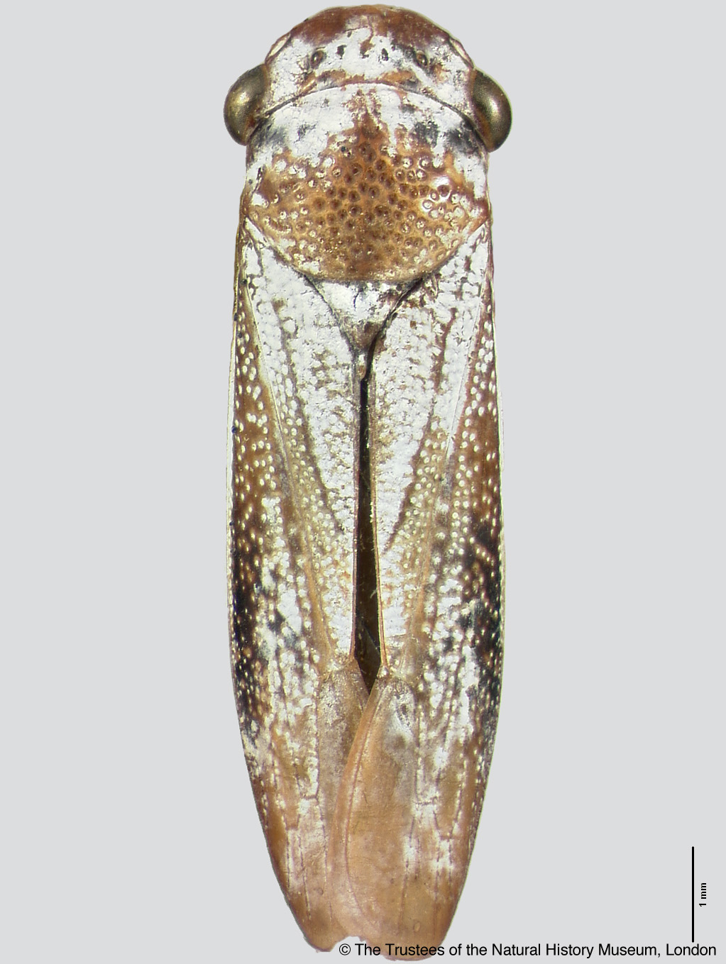 Tretogonia callifera