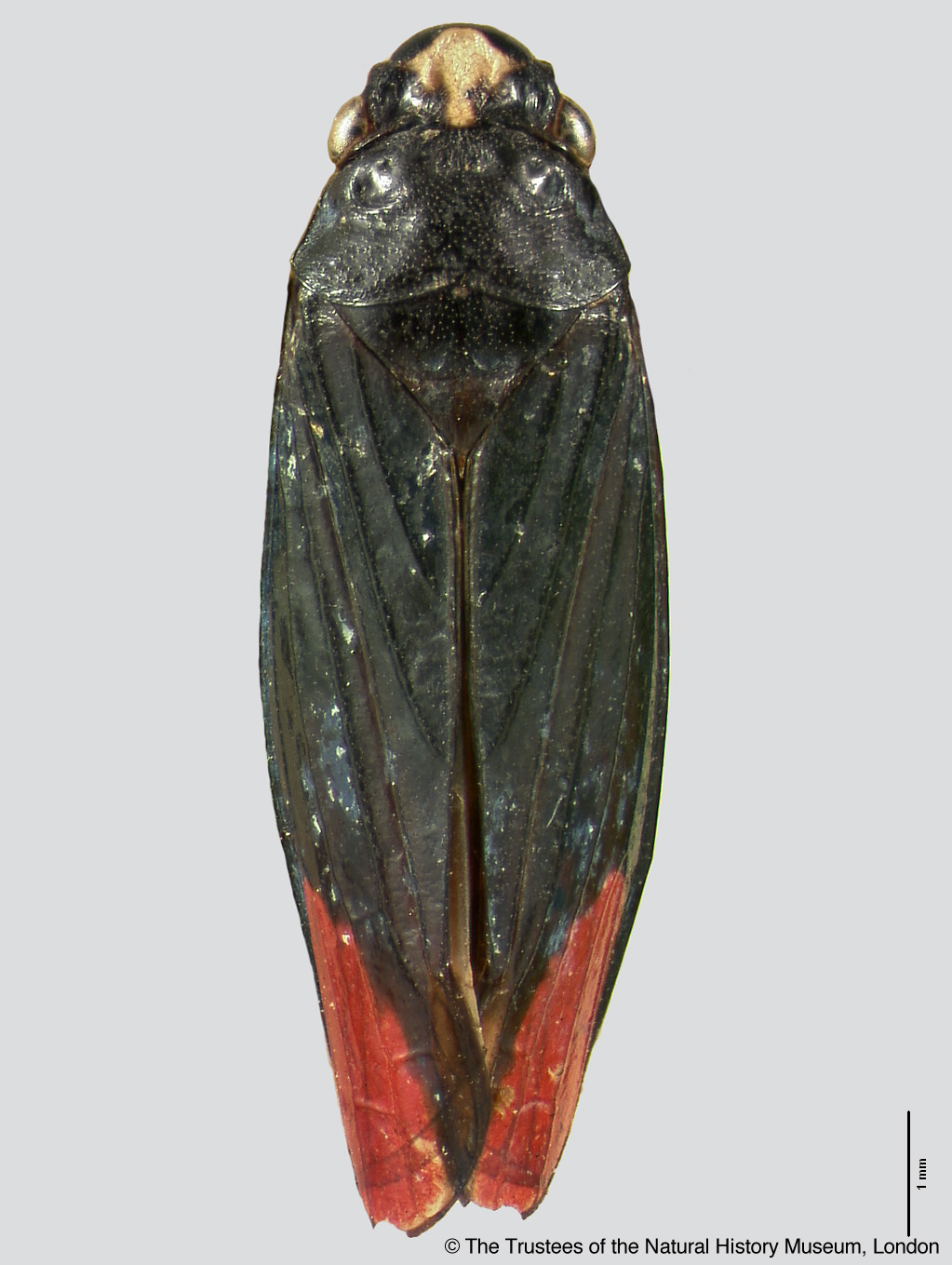 Trichogonia boliviana