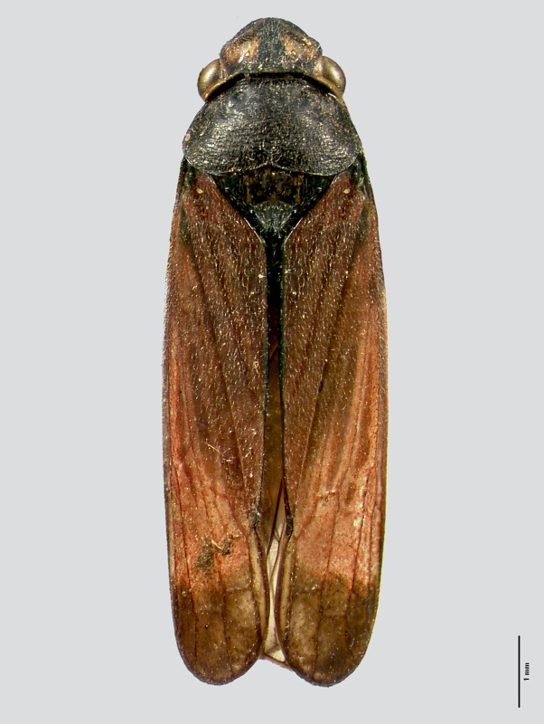 Trichogonia ardentula