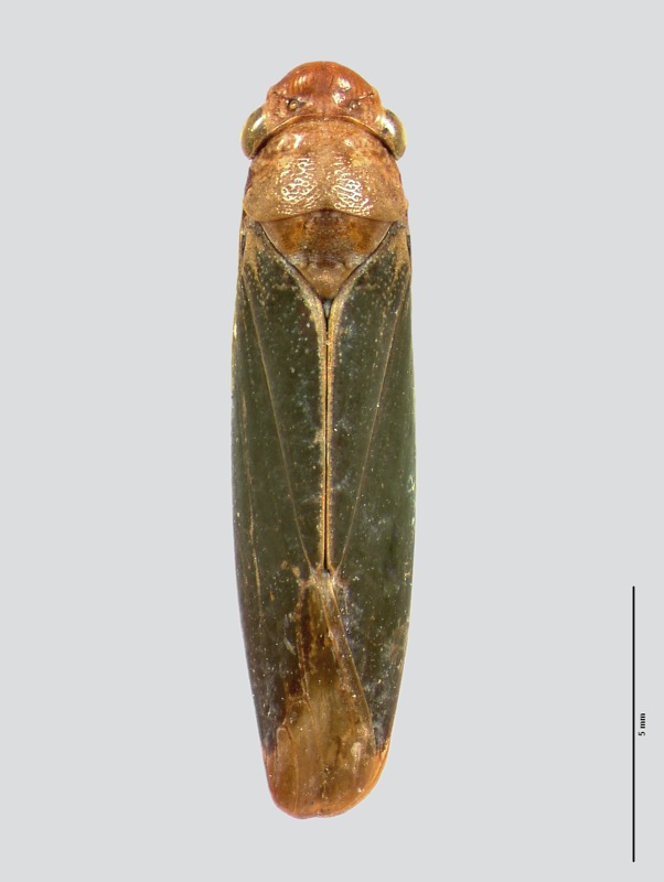 Trachyguina flebilis