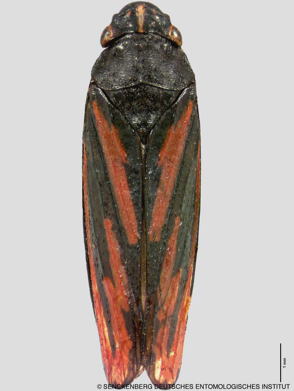 Trichogonia areata