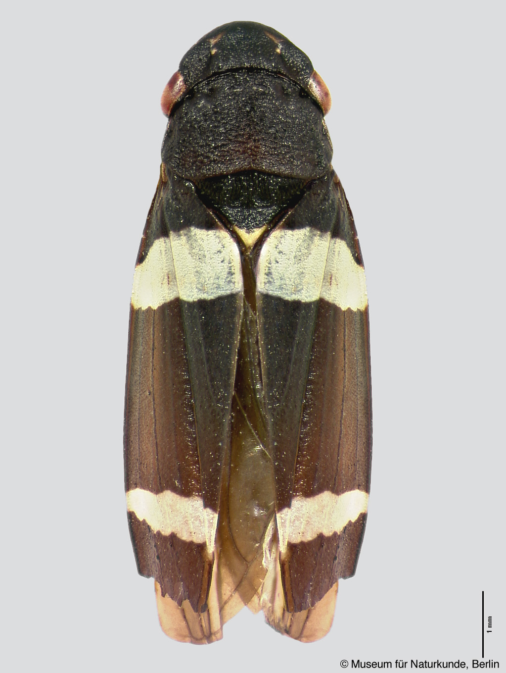 Trachygonalia germari