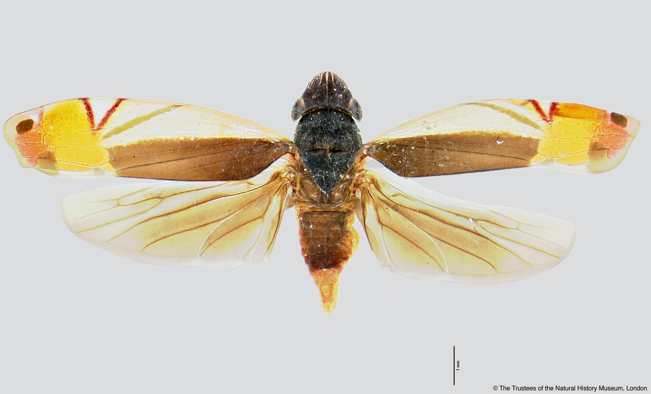 Sharpshooter Leafhoppers | Diedrocephala elvina (Butler 1874e: 673)