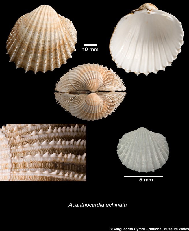 Acanthocardia echinata (Linnaeus, 1758)