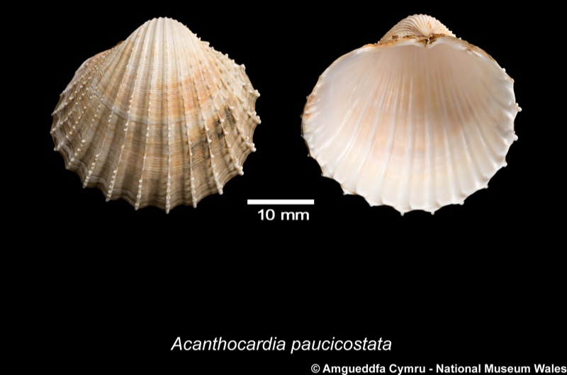 Acanthocardia paucicostata (G B Sowerby II, 1841)