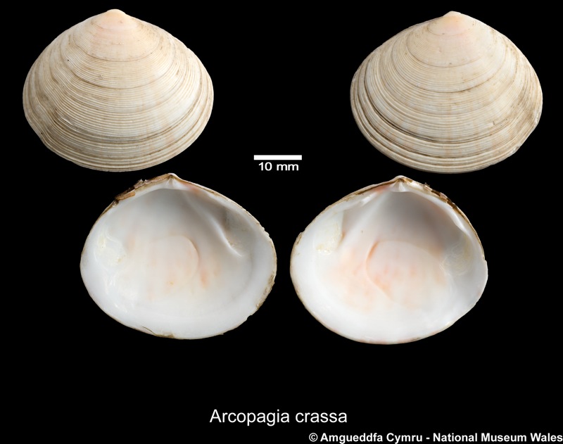 Arcopagia crassa (Pennant, 1777)